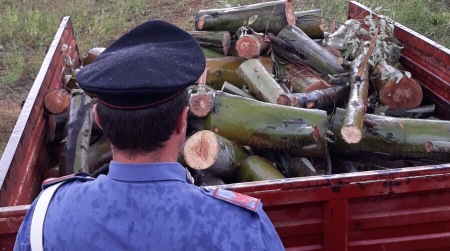 Sorpresi a tagliare alberi in una pineta: tre arresti Dovranno rispondere dell’accusa di furto aggravato