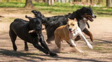 Aidaa pronta a salvare cani sequestrati nella Piana L'indagine condotta dalla Squadra mobile di Reggio Calabria e dal Commissariato di Taurianova, che ha portato stamattina all'arresto di sette persone per spaccio, ha rivelato inoltre un'attività di addestramento degli animali per la partecipazione a combattimenti