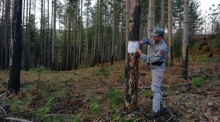 Taglio alberi bosco in area incendio, nove denunce L'intera area è stata posta sotto sequestro dai Carabinieri Forestale