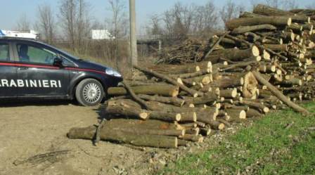 Furto legname nel parco delle Serre, arrestati tre fratelli Bloccati dai Carabinieri