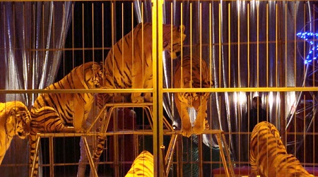 Entra nel recinto delle tigri al Circo Togni: ferito uomo Aggredito dal felino, che gli ha quasi staccato un braccio, a Reggio Calabria. Non sarebbe in pericolo di vita