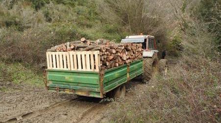 Sorpresi a tagliare alberi in terreno privato, tre arresti Sono accusati di furto e deturpamento di bellezze naturali