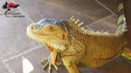 Teneva esemplare iguana in casa, denunciato un uomo L'animale è stato sequestrato dai Carabinieri