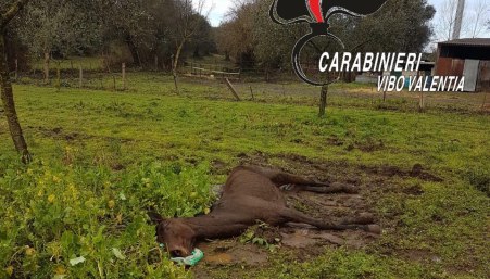 San Gregorio d’Ippona, finito male furto in azienda agricola Ucciso un cavallo e ferito a colpi d'accetta un bue