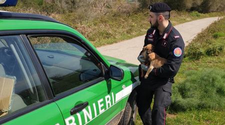 Soccorsi dai Carabinieri Forestale cuccioli di cane Avviate le indagini volte a risalire agli autori dell’abbandono