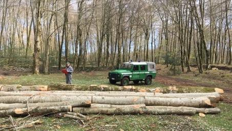 Taglio abusivo all’interno del Parco d’Aspromonte, arrestato In manette un 54enne di Santa Cristina d'Aspromonte