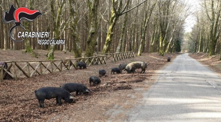 Pascolo abusivo Parco Aspromonte: deferito 52enne Operazione dei Carabinieri della Stazione Parco di San Giorgio Morgeto