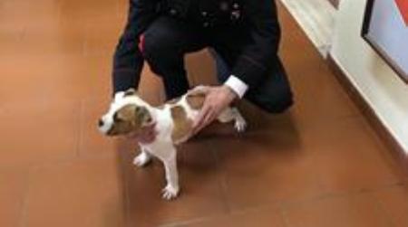 Cane prelevato da proprietà privata ritrovato dai Carabinieri Deferite in stato di libertà due persone per il furto dell'animale