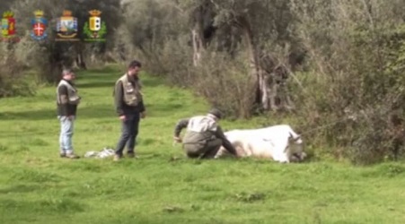 “Vacche sacre”, abbattuti per motivi sanitari tre bovini Settantanove servizi interforze eseguiti dal 2018 ad oggi nei Comuni di Cittanova, Molochio, Taurianova e Terranova Sappo Minulio