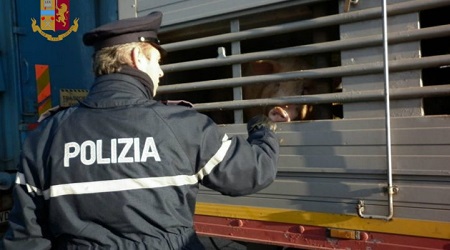 Trasporto animali vivi, sequestrati e abbattuti 27 suini La Polizia Stradale ha accertato la mancanza di qualsiasi tipo di documentazione attestante la provenienza dei capi