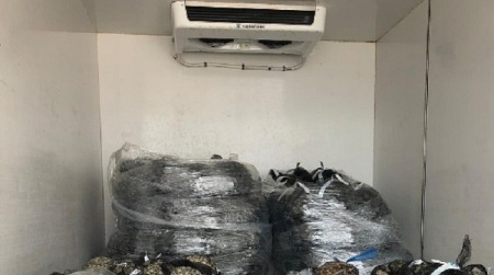 Molluschi trasportati senza refrigerazione, scatta sequestro Elevate sanzioni amministrative per violazione delle norme sanitarie e del Codice della strada