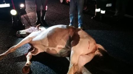 Cavallo invade strada statale 280: due feriti I Vigili del Fuoco sono intervenuti per la messa in sicurezza della vettura