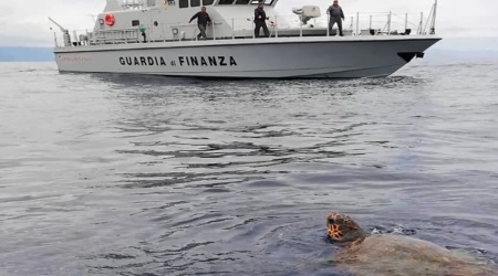 Gioia Tauro, salvato esemplare di tartaruga Caretta-Caretta Intervento della Stazione Navale della Guardia di Finanza di Vibo Valentia