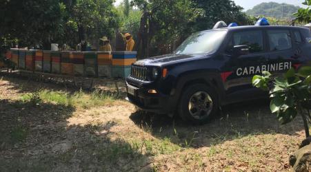 Inosservanza norme patrimonio apistico, 6 persone denunciate Controlli dei Carabinieri Forestale nei Comuni di Laureana, Serrata, San Pietro di Caridà e Gioia Tauro