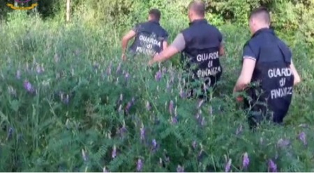 Droga in Calabria, scoperte 5 piantagioni di canapa indiana Gli uomini della Guardia di Finanza hanno distrutto quasi 300 piante: avrebbero garantito guadagni illeciti per un valore di 250mila euro