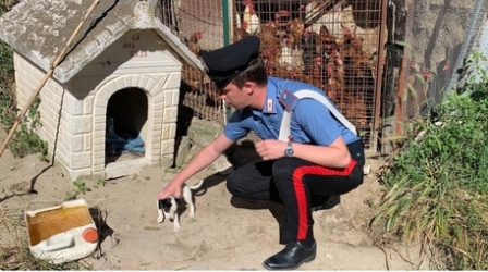 Maltrattamenti a cucciolo di cane, denunciata una persona L'animale era rinchiuso in un pollaio, malnutrito e infestato da parassiti