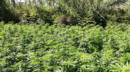 Scoperta maxi piantagione di marijuana: due arresti Potenziale giro di affari superiore agli otto milioni di euro