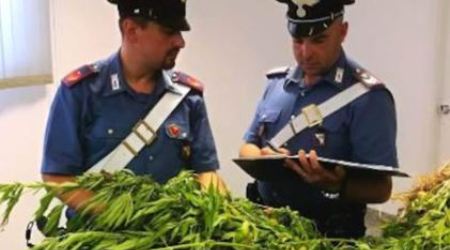 Sorpresi a coltivare piantagione marijuana, due arresti I Carabinieri hanno sequestrato 2600 euro in banconote di vario taglio