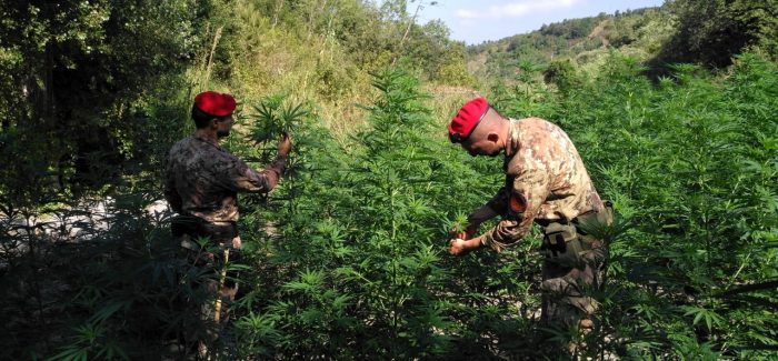 Scoperta piantagione di canapa, due arresti Lo stupefacente trovato, previo campionamento, è stato distrutto in loco dai Carabinieri su disposizione dell’Autorità Giudiziaria