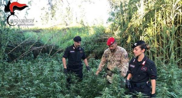 Coltivazione e produzione sostanze stupefacenti, due arresti nella Piana di Gioia Tauro Operazione da parte dei Carabinieri della Compagnia di Gioia Tauro