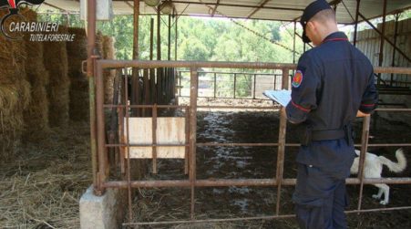 Gestione illecita rifiuti e abusivismo, denuncia allevatore Operazione dei Carabinieri Forestale