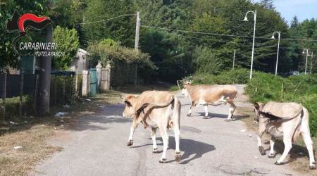 Pascolo abusivo “Villaggio Trepitò”, deferita una persona Una mandria di bovini ha creato una situazione di pericolo per la circolazione stradale