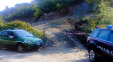 Taglia centinaia di querce per piantare ortaggi: denunciato Accusato di sbancamento di terreno boscato senza alcuna autorizzazione e distruzione di bellezze naturali