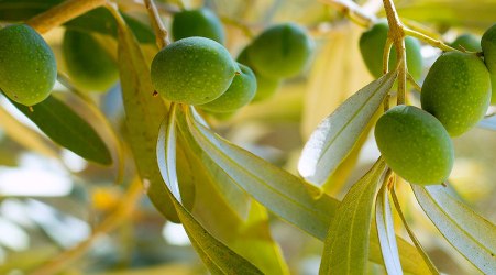 Olivicoltura calabrese, workshop per sostenere imprese Incontro volto a far crescere uno dei settori trainanti dell'agricoltura regionale