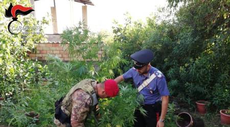 Rinvenuta e distrutta piantagione canapa nel Reggino Cinquanta piante in ottimo stato vegetativo sono state scoperte dai Carabinieri