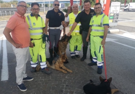 Tre pastori tedeschi salvati sull’autostrada Salerno-Reggio Intervento di una squadra dell'Anas