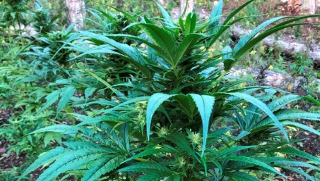 Africo, scoperte 2.500 piante di marijuana La coltivazione era occultata e mimetizzata tra la fitta vegetazione tipica delle zone Aspromontane