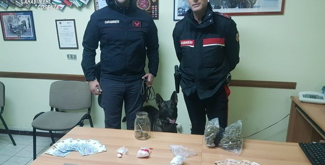 Scalea, due arresti per droga Continua senza sosta l’impegno dei carabinieri contro lo spaccio di cocaina e cannabis nell’alto Jonico cosentino 