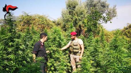 I carabinieri arrestano due persone accusati di coltivazione di droga Per una piantagione di marijuana, ben occultata fra la vegetazione, composta da oltre 300 piante di altezza variabile dai 90cm ai 200 cm