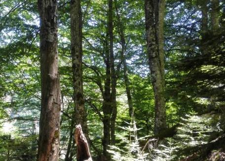 Aspromonte, tra lo stupore e l’estasi una finestra aperta sul Paradiso! Questo e tanto altro ancora è l’Aspromonte, abitato da persone splendide la cui generosità d’animo è tale da riempirti gratuitamente il bagagliaio della macchina di tante prelibatezze di questa terra