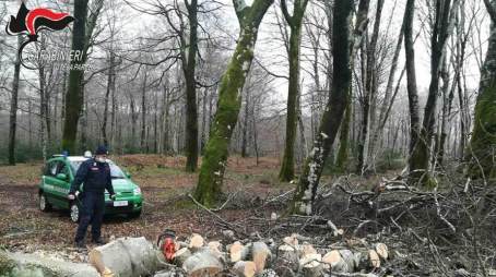 Molochio, sorpreso a tagliare legna nel Parco dell’Aspromonte, deferito All’uomo, è stato contestato il reato di danneggiamento di piante ed introduzione di mezzi non consentiti dalla legge 