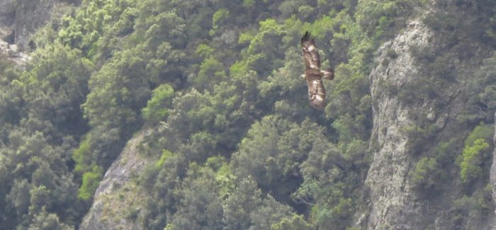 Aquila reale, in Aspromonte “censita” la quinta coppia territoriale La già nota presenza di 4 coppie territoriali aveva lasciato intuire che l’ambiente avesse, per così dire, raggiunto la sua capacità portante