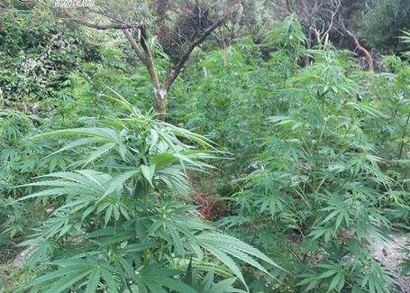 Locri, scoperte 1.200 piante di canapa, arrestate quattro persone In particolare, nell’ultima settimana, quattro persone sono state arrestate con l’accusa di coltivazione continuata ed aggravata di un’ingente quantità di marijuana