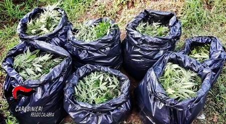 Condanna per i quattro taurianovesi per coltivazione di oltre 3.000 piante di marijuana Dura quindi la condanna nonostante le diminuzioni di pena del rito abbreviato per i giovani taurianovesi, che sono stati portati in giudizio sia per il reato di coltivazione di sostanza stupefacente del tipo cannabis, aggravato dalla ingente quantità 