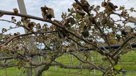 Gelate, l’agricoltura della Piana di Gioia Tauro paga il prezzo più alto Lo sbalzo termico che si è verificato nella scorsa fine settimana, nella notte tra venerdì e sabato, ha determinato una situazione di eccezionale gravità per il comparto ortofrutticolo in generale e per gli impianti di actinidia (Kiwi)