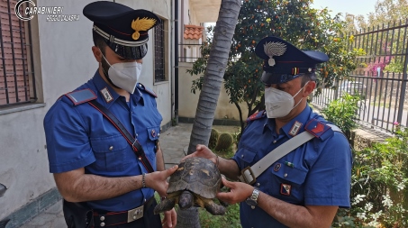 Ritrovata e messa in salvo dai carabinieri nel reggino una tartaruga centenaria Nello specifico, dai successivi accertamenti posti in essere dai Carabinieri intervenuti con il supporto del nucleo CITES dei carabinieri Forestali di Reggio Calabria è emerso si trattasse di una testudo marginata