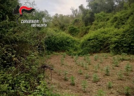 Durante un rastrellamento, rinvenuta una piantagione di canapa del tipo olandese in Dasà E’ da alcuni giorni, infatti, che sono stati intensificati i controlli antidroga, da parte dei Carabinieri, nell’area delle Serre Vibonesi