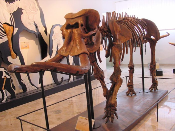 Recuperato Dna da elefante della collezione del Museo geologico Unipa