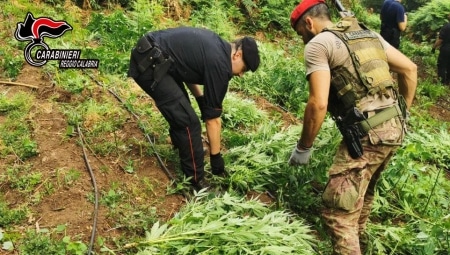 I carabinieri di Taurianova sequestrano una piantagione di 1.229 piante di marijuana Le piante se vendute al dettaglio, “al grammo” avrebbero potuto fruttare diverse decine di migliaia di euro