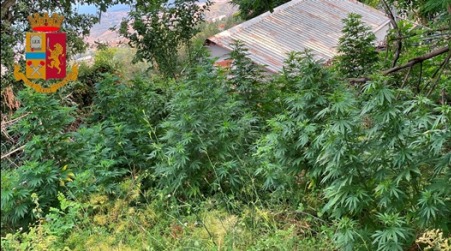 sScoperta dalla Polizia di Stato una piantagione di marijuana. Denunciato il “coltivatore” Una rigogliosa piantagione di marijuana, composta da 40 piante, alte circa 2 metri