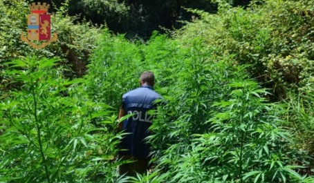 Piantagione di marijuana scoperta dalla Polizia di Stato in Calabria La stessa coltivazione, nonostante si trovasse in una zona impervia, caratterizzata da vegetazione fitta e da terreno scosceso