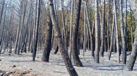 Incendi, ecco cosa resta dopo la mano assassina dell’uomo: chiediamo, perché? Un territorio distrutto, un Parco, quello Nazionale dell'Aspromonte, colpito a morte