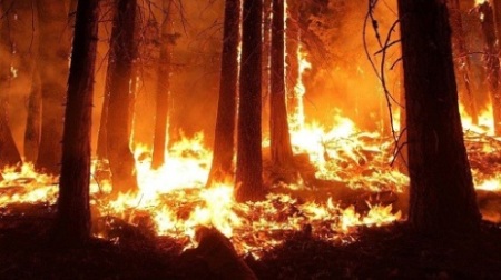 Incendi in Calabria, un’altra vittima nel reggino Falcomatà, "Stiamo perdendo la nostra storia"