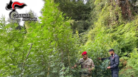 Scoperta e distrutta una piantagione sul monte Limina Proseguono i servizi finalizzati alla repressione del fenomeno della coltivazione di canapa indiana organizzati dalla Compagnia Carabinieri di Roccella Jonica