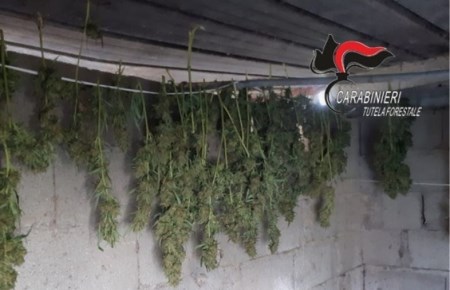 Sequestrate e distrutte oltre 900 piante di marijuana, deferite due persone In particolare i militari, eseguito un controllo in un appezzamento di terreno privato soggetto a vincolo paesaggistico-ambientale dichiarato di notevole interesse pubblico