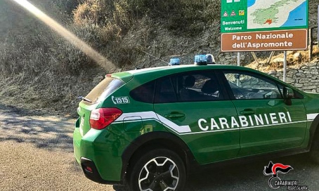 Denunciato perché cacciava illegalmente all’interno del Parco Nazionale dell’Aspromonte Nello specifico, i militari hanno sottoposto l’uomo a un ordinario controllo alla circolazione stradale, il quale, in transito con la propria autovettura in località “Acqua del Faggio”, del Comune di Santa Cristina d’Aspromonte